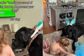 Dog Is a ‘Gentle Giant’ Around Baby, So There’s Nothing To Worry About
