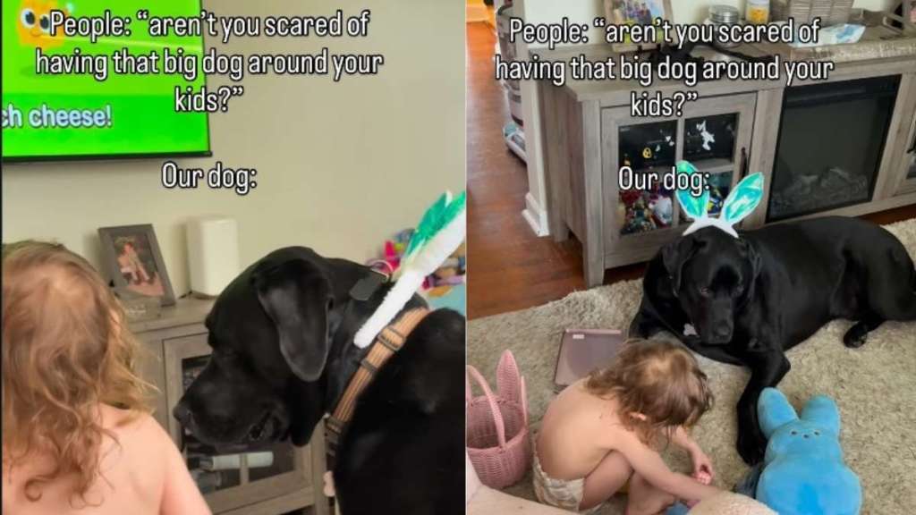 Dog Is a ‘Gentle Giant’ Around Baby, So There’s Nothing To Worry About