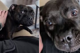 Dog Gets Grumpy When Mom Doesn’t Let Her Into Her Personal Space