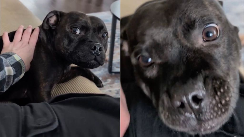 Dog Gets Grumpy When Mom Doesn’t Let Her Into Her Personal Space