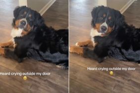 Dog Throws a Dramatic Tantrum Outside Mom’s Room While She Works