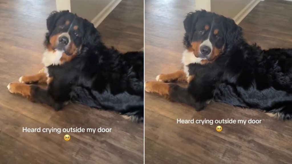 Dog Throws a Dramatic Tantrum Outside Mom’s Room While She Works