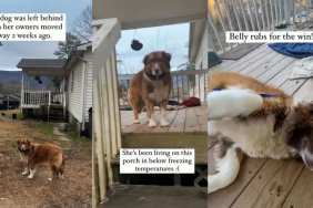 Abandoned Dog Waiting To Be Saved Is Still Trusting & Loves Belly Rubs