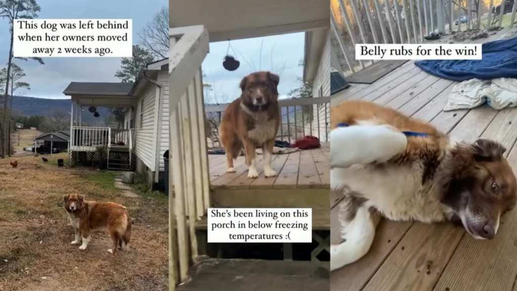 Abandoned Dog Waiting To Be Saved Is Still Trusting & Loves Belly Rubs