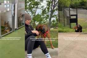 ‘Shy’ Shelter Dog Longs for Love & Comfort After Feeling Overwhelmed