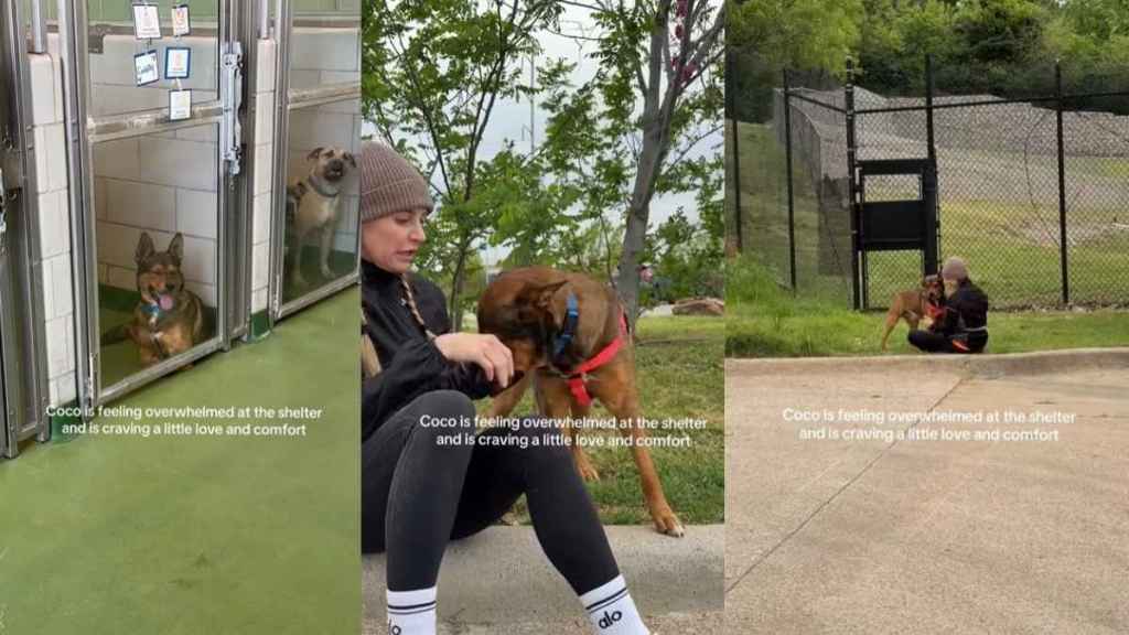 ‘Shy’ Shelter Dog Longs for Love & Comfort After Feeling Overwhelmed