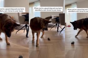 Guard Dog Identifies New Threat in the House, but It's Not What It Seems