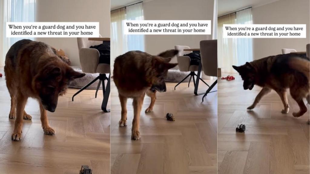 Guard Dog Identifies New Threat in the House, but It's Not What It Seems