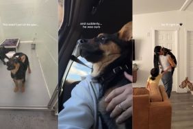 Adopted Shelter Puppy Fits Right Into Forever Home With Loving Family