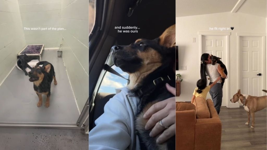 Adopted Shelter Puppy Fits Right Into Forever Home With Loving Family