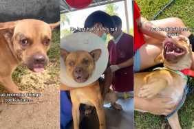 Injured Rescue Dog Undergoes Surgery, Recovers & Regains His Spirit