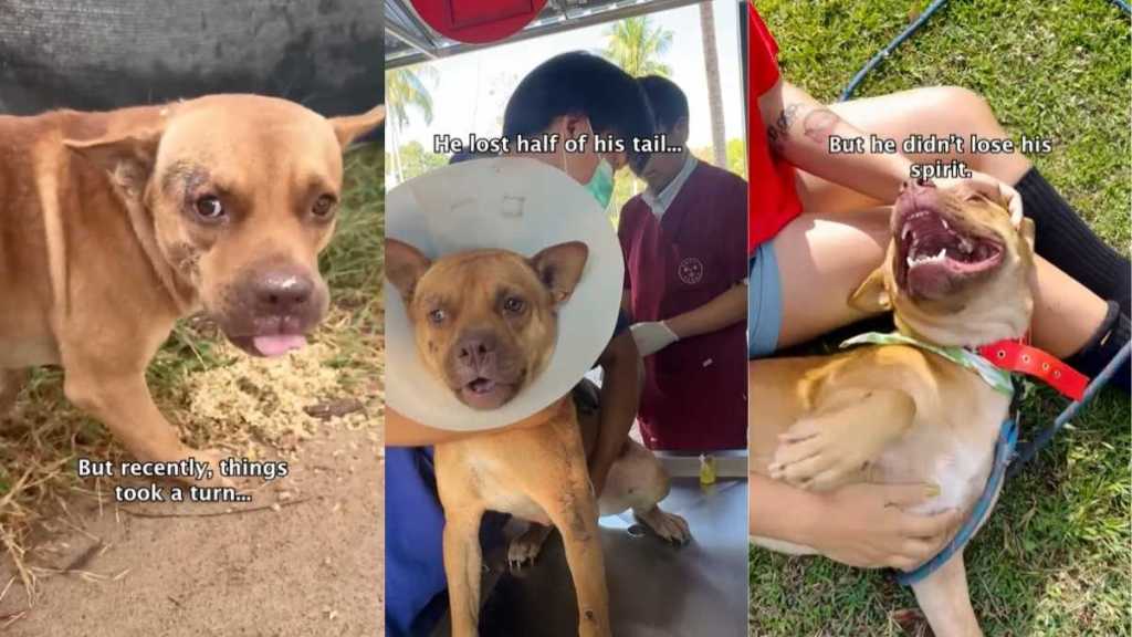 Injured Rescue Dog Undergoes Surgery, Recovers & Regains His Spirit