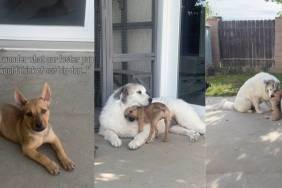 Foster Puppy Becomes Best Buds With Big Dog Before Finding Forever Home