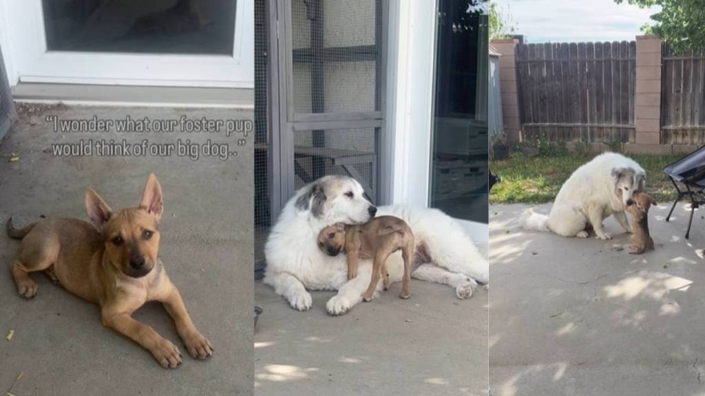 Foster Puppy Becomes Best Buds With Big Dog Before Finding Forever Home