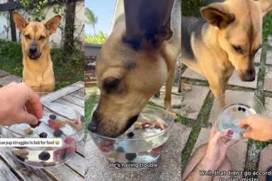 Rescue Dog’s First Time Trying To Bob for Food Doesn’t Go as Planned