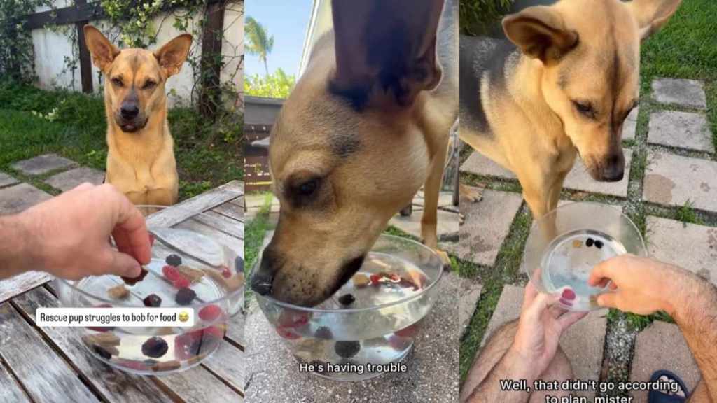 Rescue Dog’s First Time Trying To Bob for Food Doesn’t Go as Planned