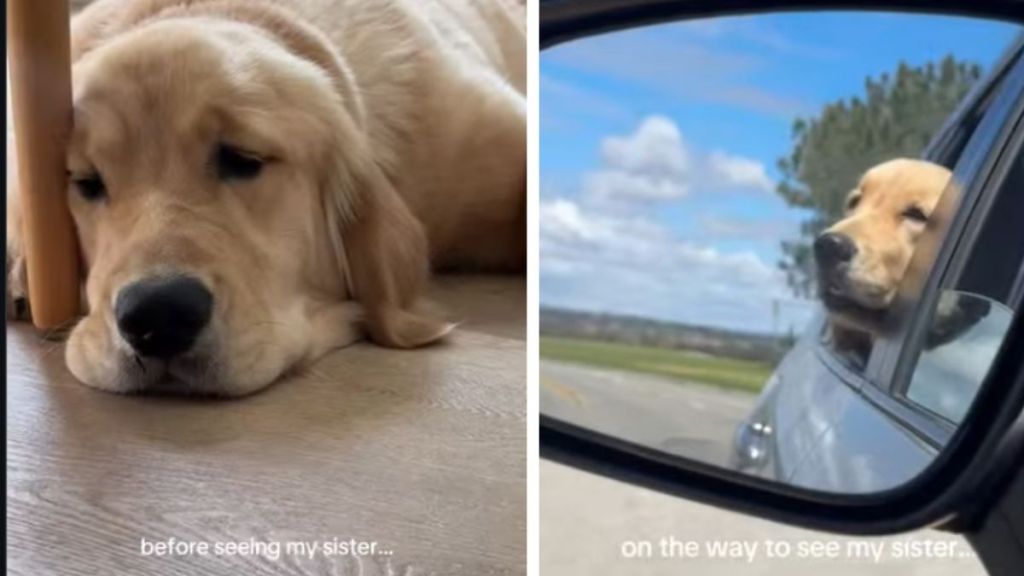 Golden Retriever Travels To See & Play With Furry Sister