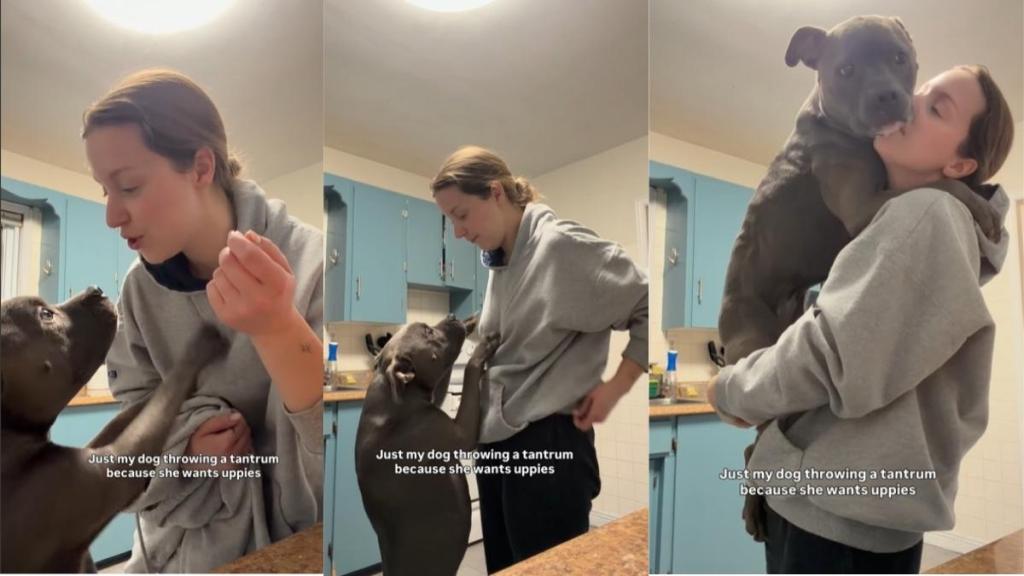 Dog Wants Uppies From Mom Like a Baby, Even Throws a Tantrum for It
