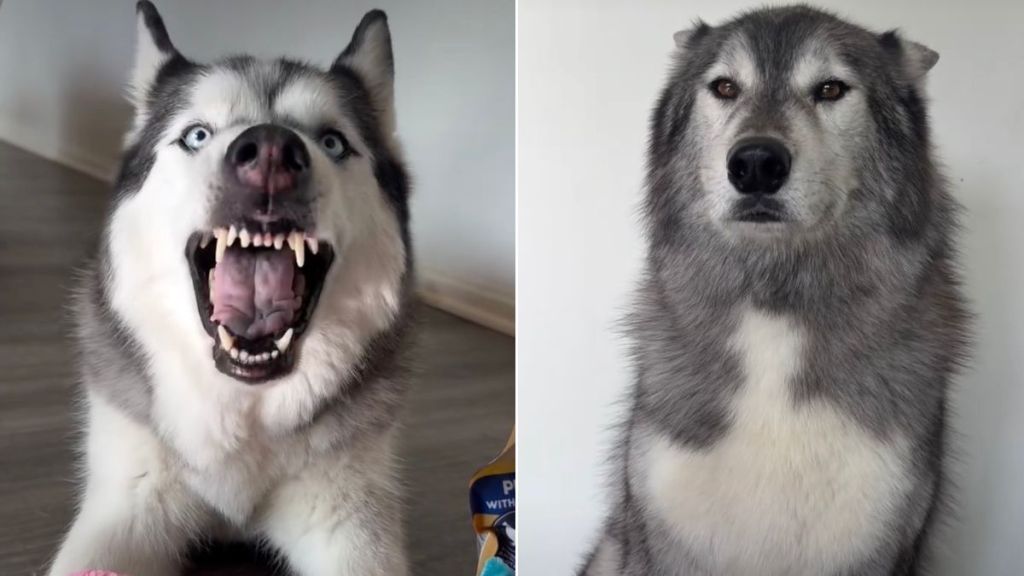 Husky Is Not Ready To Share Birthday Presents With Brothers