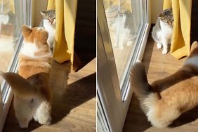 Dog Makes Cat Sibling Vanish by Covering Her With Curtain