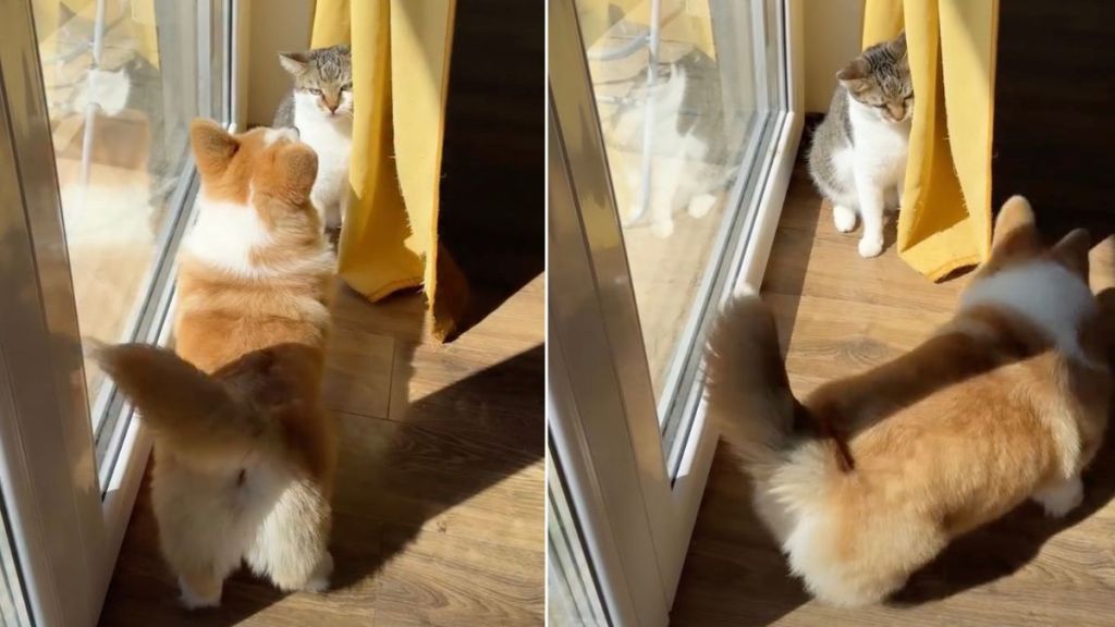 Dog Makes Cat Sibling Vanish by Covering Her With Curtain