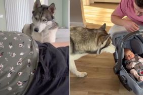 Dog Prepares To Meet Baby for the First Time & It Goes Just as Expected