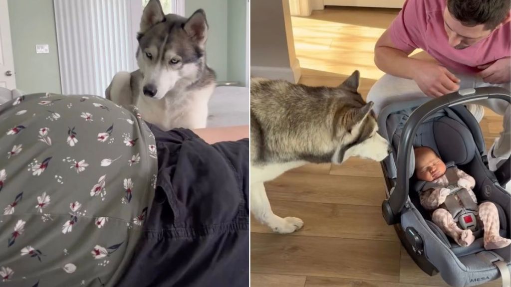 Dog Prepares To Meet Baby for the First Time & It Goes Just as Expected