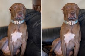Dog Is Mom’s Baby & Reason Why She’s Yelling at Dad for Being ‘Mean'