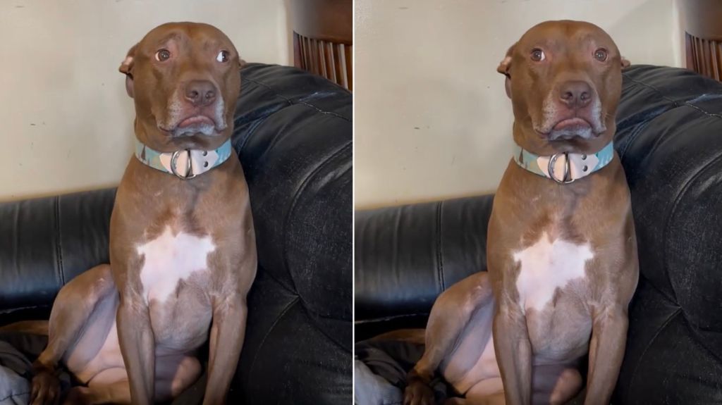 Dog Is Mom’s Baby & Reason Why She’s Yelling at Dad for Being ‘Mean'