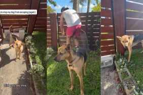 Rescue Dog Protests After Dad Blocks His Backyard Escape Routes