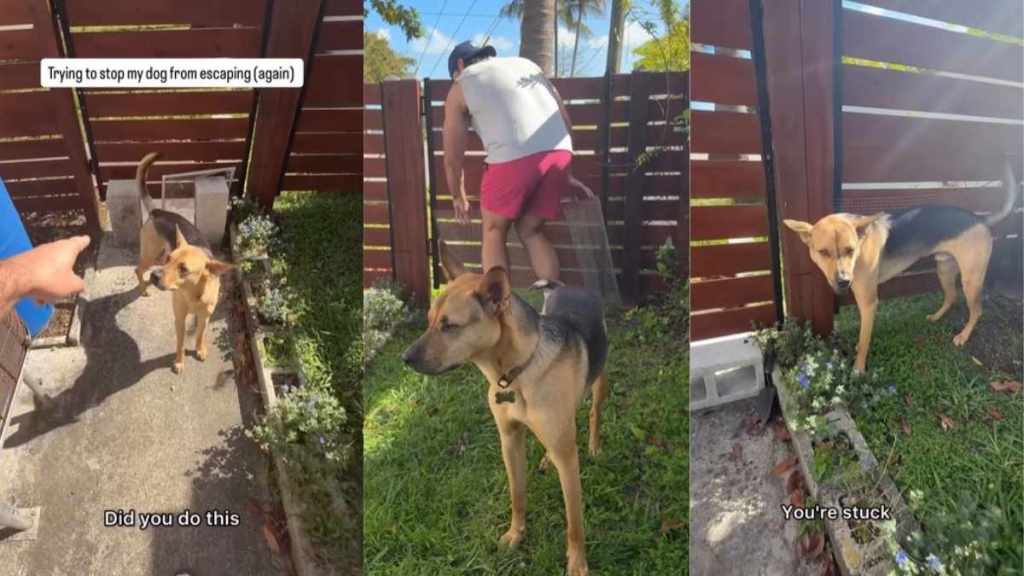 Rescue Dog Protests After Dad Blocks His Backyard Escape Routes