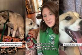 ‘Scared’ Shelter Dog Surrendered After House Fire Finds a Foster Mom