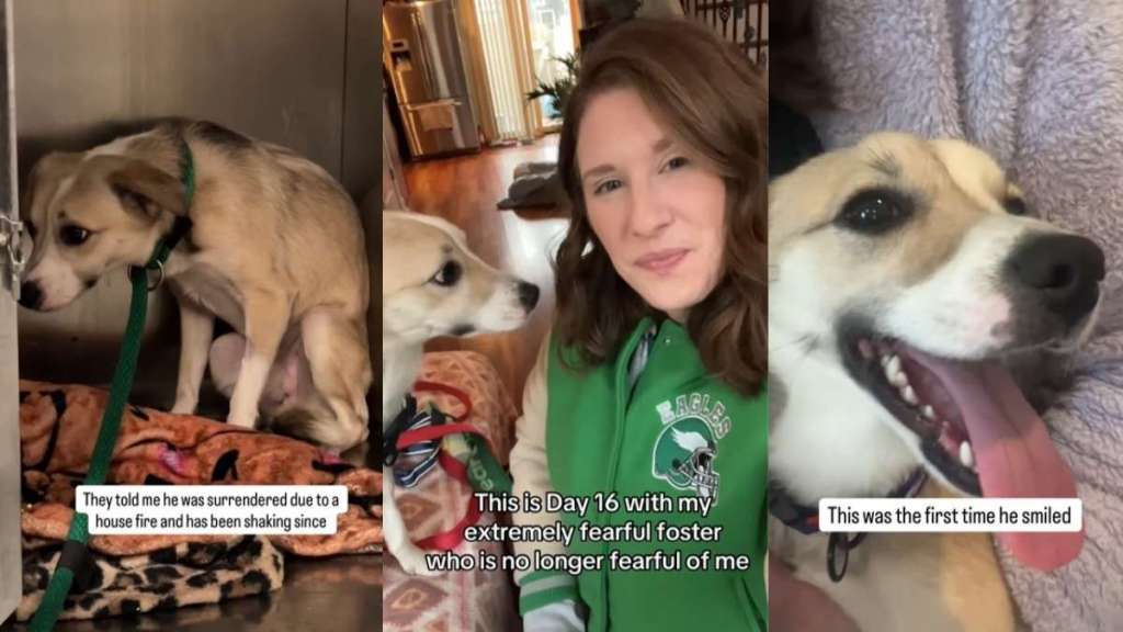 ‘Scared’ Shelter Dog Surrendered After House Fire Finds a Foster Mom
