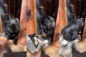 Big Dog Tries To Be Brave but Still Needs Mom To Come to the Rescue