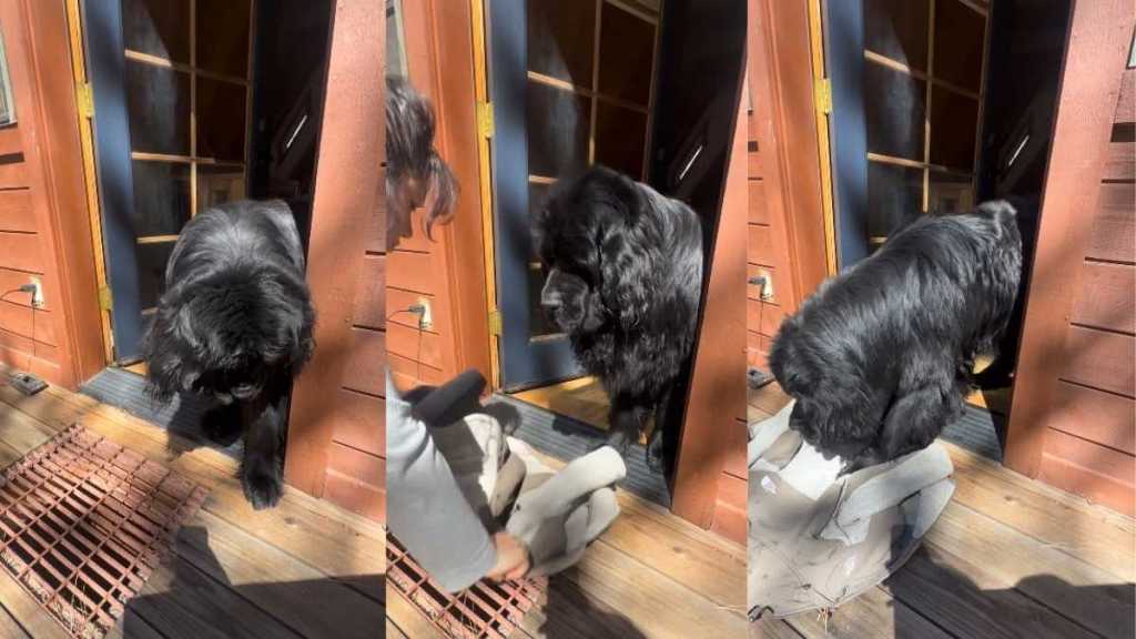 Big Dog Tries To Be Brave but Still Needs Mom To Come to the Rescue