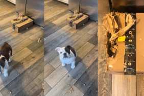 Tiny Puppy Shreds a Package & Mom’s Scolding Is Unbelievably Adorable
