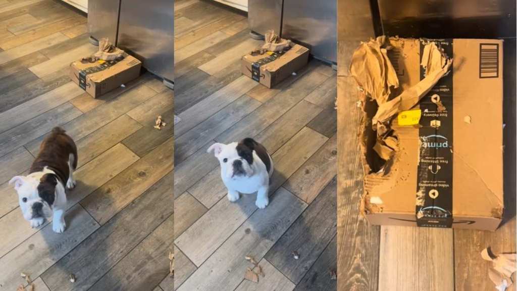 Tiny Puppy Shreds a Package & Mom’s Scolding Is Unbelievably Adorable