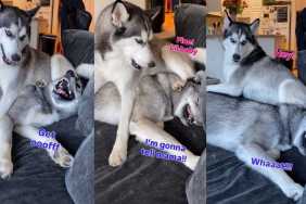Husky Hilariously Uses Furry Sibling as Pillow