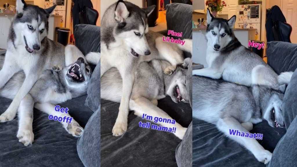 Husky Hilariously Uses Furry Sibling as Pillow