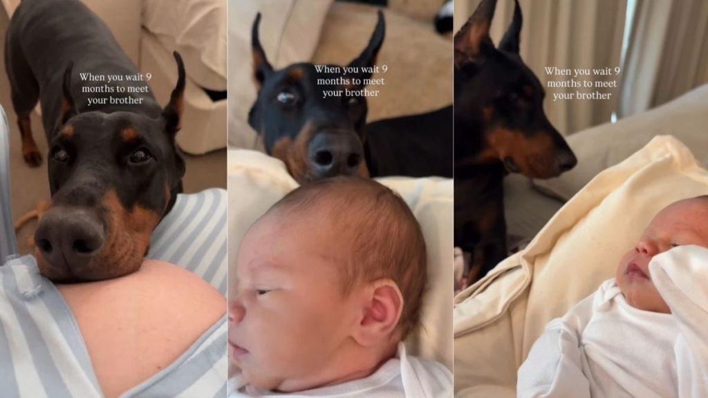 Dog Is Totally Obsessed With Baby After Waiting 9 Months To Meet Him