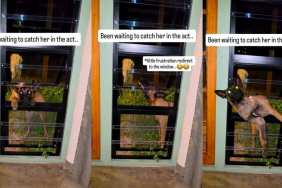 Puppy Struggles To Climb Through Open Window Before Finally Squeezing In