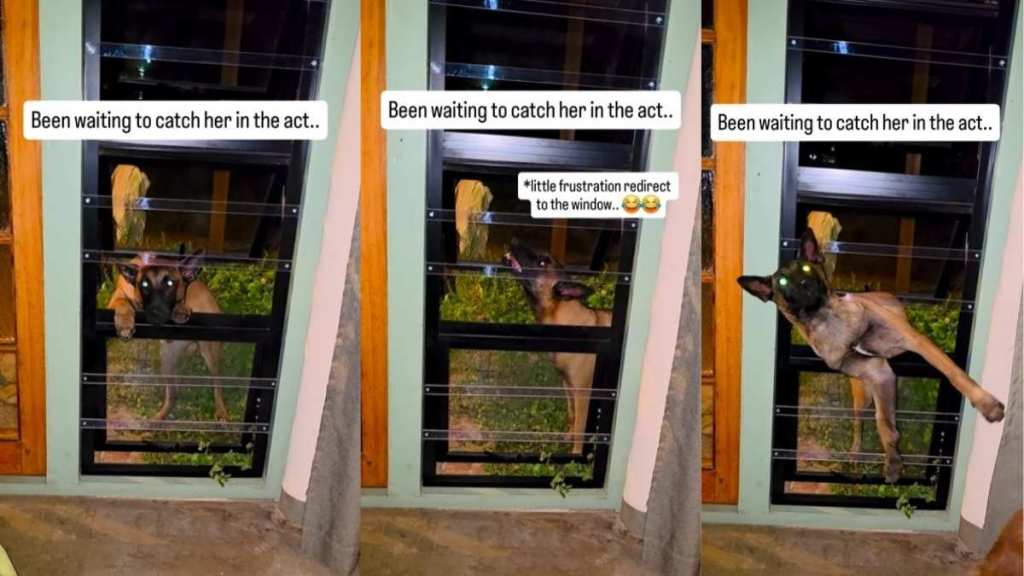 Puppy Struggles To Climb Through Open Window Before Finally Squeezing In