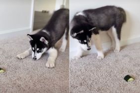 Husky Puppy Fighting a Piece of Cucumber Wins Hearts
