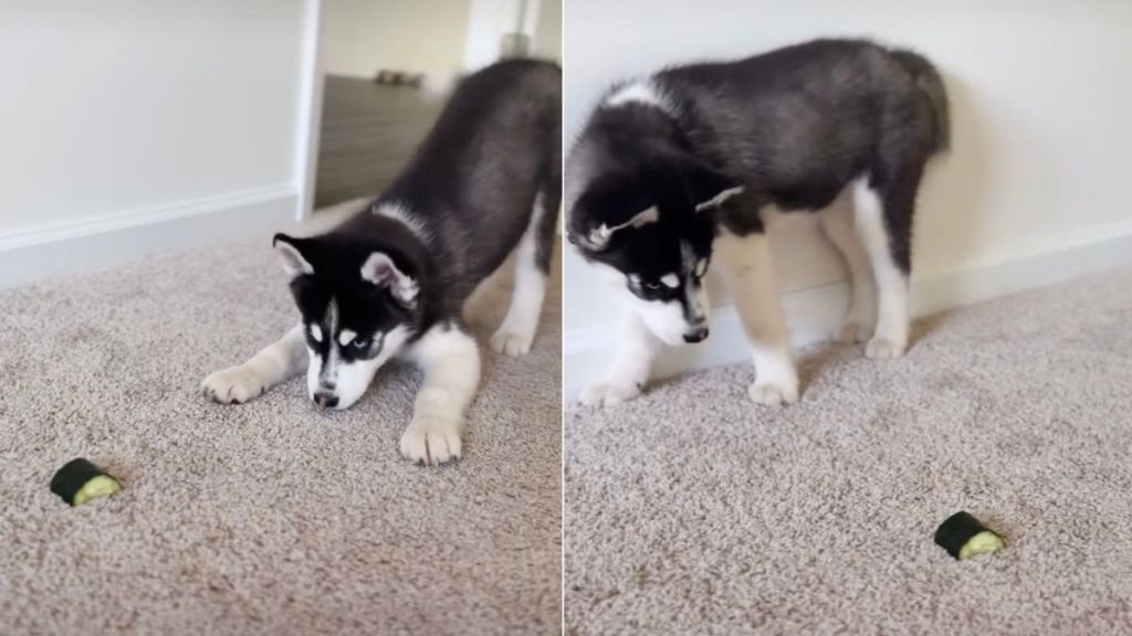 Husky Puppy Fighting a Piece of Cucumber Wins Hearts