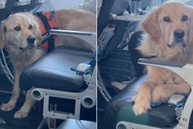 Golden Retriever Is Too Big for One Flight Seat, So He Gets Two