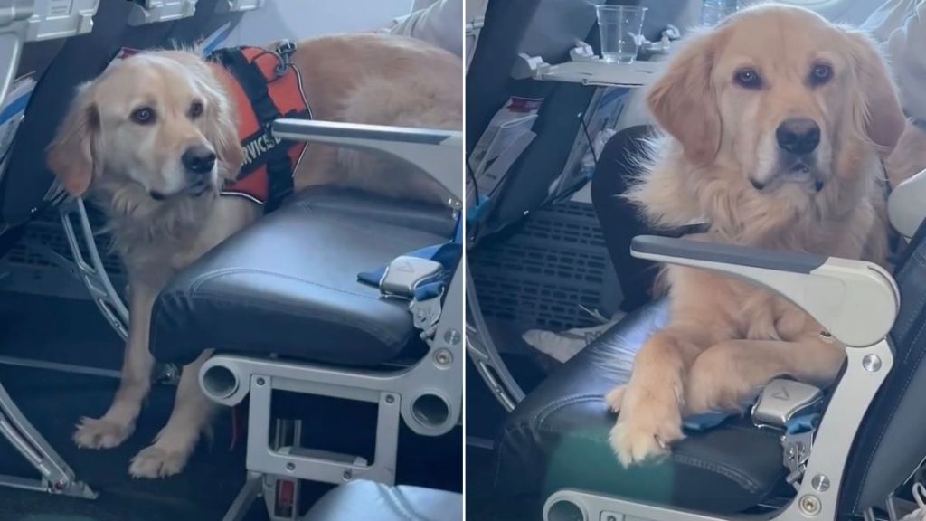 Golden Retriever Is Too Big for One Flight Seat, So He Gets Two