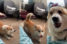 Corgi Greets Owner in Morning With Big Stretch