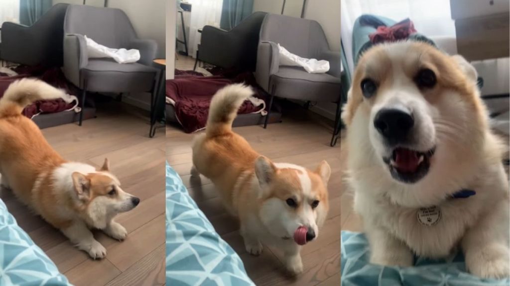 Corgi Greets Owner in Morning With Big Stretch