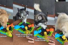 Youngest Dog in Pack Has Most Dramatic Reaction to Food Game