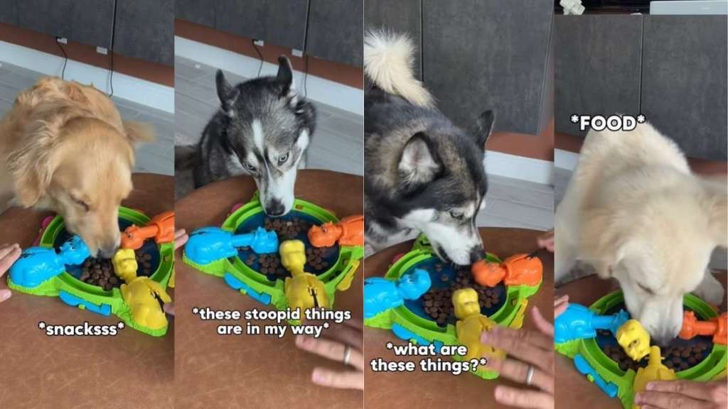 Youngest Dog in Pack Has Most Dramatic Reaction to Food Game